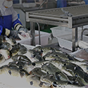 Aquaculture Solutions