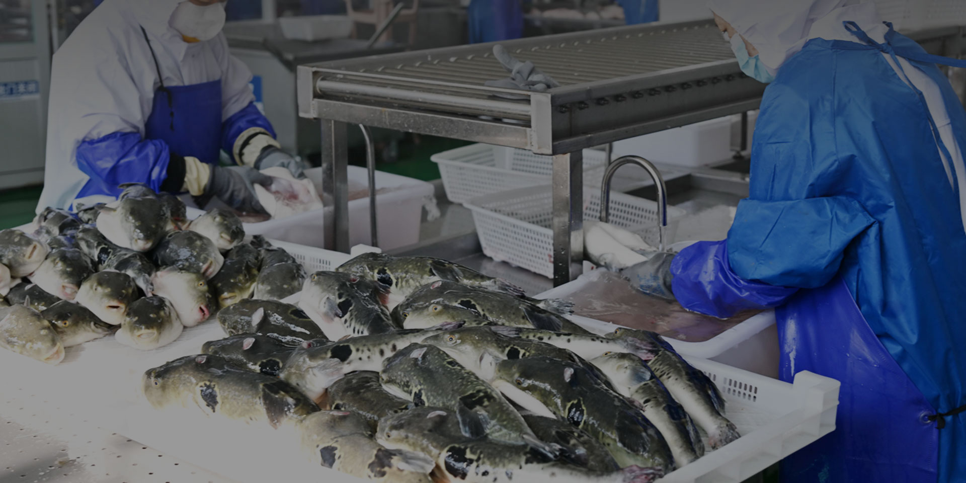 Aquaculture Solutions