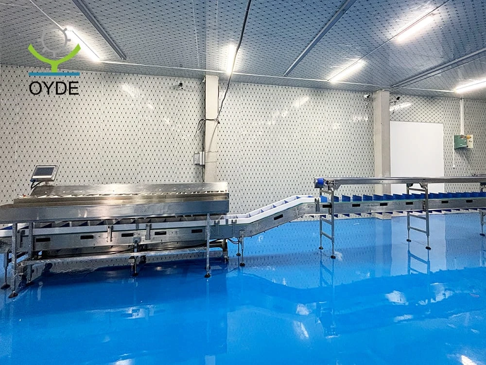 Accurate Fixed Weight Batches Machine for Apple Orange Fruit