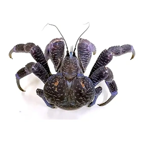 Coconut Crab