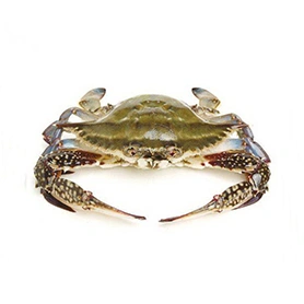 Spiny crab