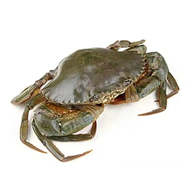 Crab