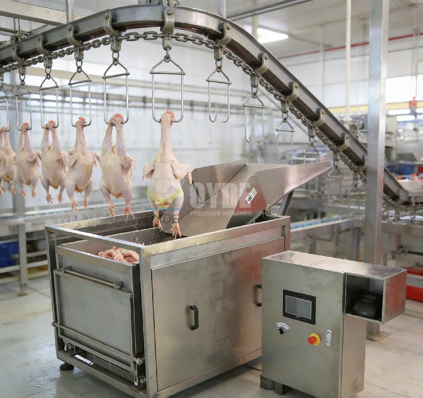 Fully Automatic Poultry Settlement Scale for Whole Chicken, Duck & Goose Slaughterhouses - detail image 3
